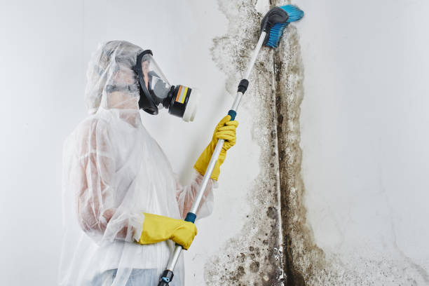 Best Mold Remediation  in Charlestown, MD