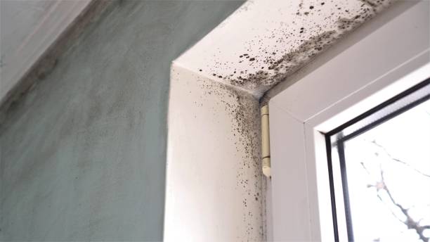 Office Mold Removal Services in Charlestown, MD