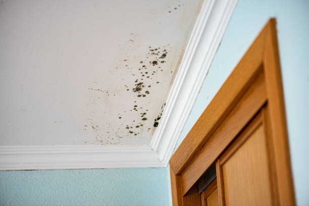 Crawl Space Mold Removal in Charlestown, MD