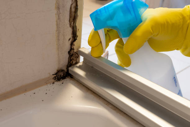Best Mold Remediation  in Charlestown, MD