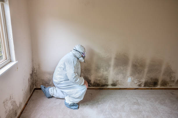 Mold Removal Process in Charlestown, MD
