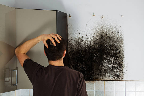 Best Certified Mold Removal  in Charlestown, MD