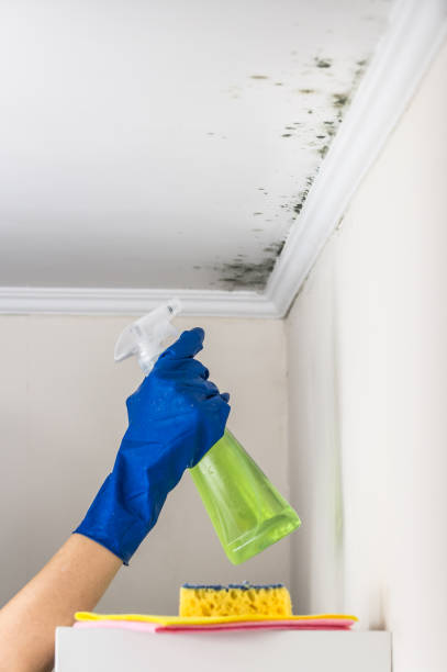 Best Mold Damage Repair  in Charlestown, MD