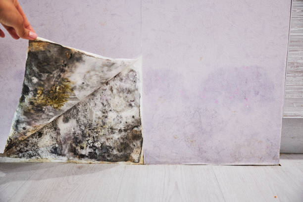 Best Mold Damage Repair  in Charlestown, MD